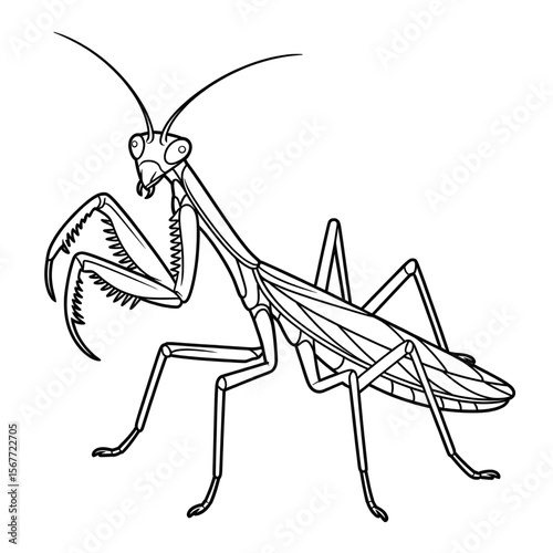 Praying mantis coloring page