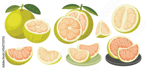 Fresh Pomelo Fruit Slices and Whole Fruit Illustration