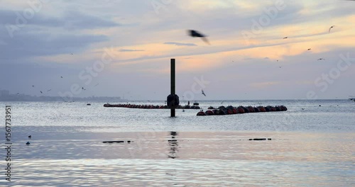 Atardecer Caribeño - Aves