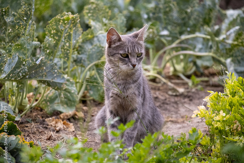 Wallpaper Mural cat in the grass Torontodigital.ca