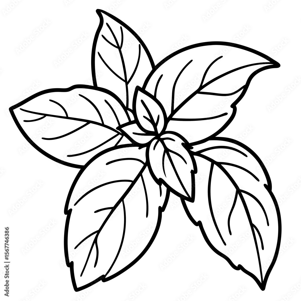 Obraz premium Basil line art vector