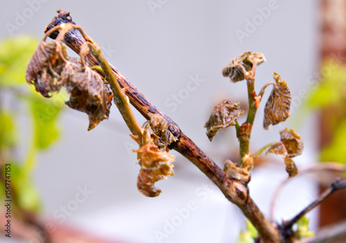 Leaves and shoots damaged by spring frosts. Concept of destroyed grape harvest. Concept of natural plant recovery after frosts