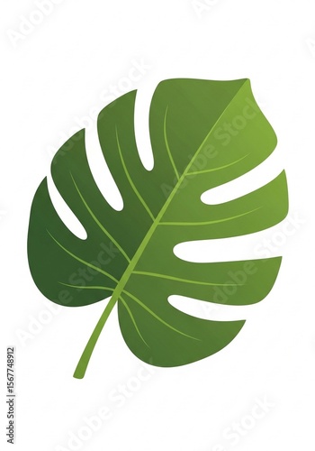 Isolated Green Monstera Leaf With Detailed Veins Against A White Background