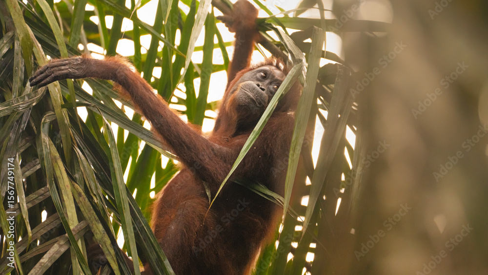 Fototapeta premium Orangutans Wildlife Photography from Borneo Malaysia – Orangutans, Jungle, and Untouched Nature