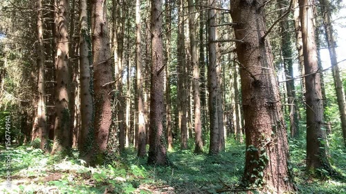 Wallpaper Mural Time-lapse of sunlight moving across pine tree trunks and forest floor in a dense woodland, showing shifting patterns of light and shadow on a bright summer day, peaceful nature background Torontodigital.ca