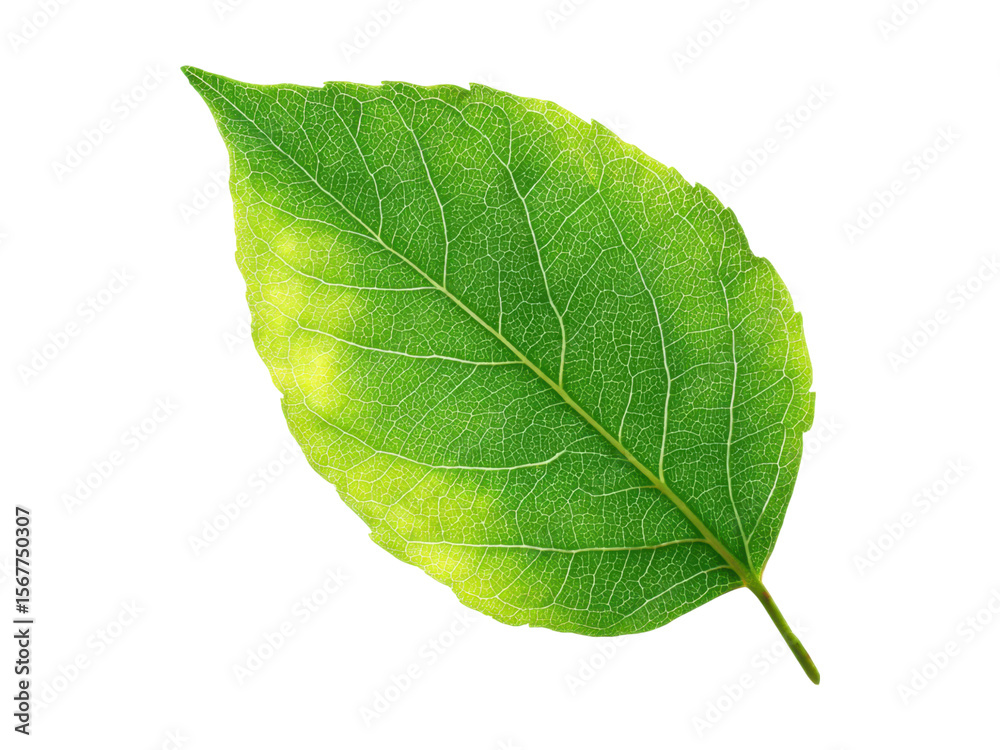 Obraz premium Vibrant green leaf with detailed veins and yellow accents on black texture, Isolated, Transparent Png