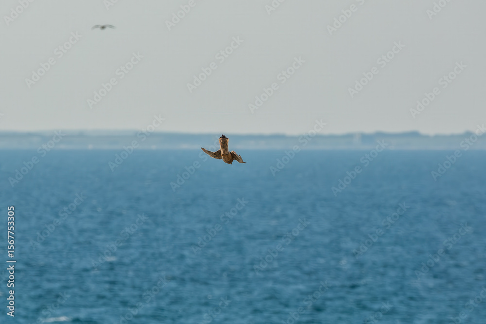 Fototapeta premium Common kestrel, Falco tinnunculus, hovered in the air in search of prey