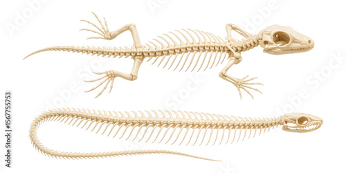 Comparative skeletons of a lizard and a snake highlighting limb reduction