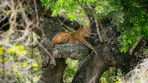 Fotografie Leopard Wildlife Photography from Sri Lanka – Animals in National Parks and Natu
