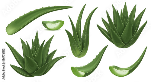 Aloe vera plants and slices collection