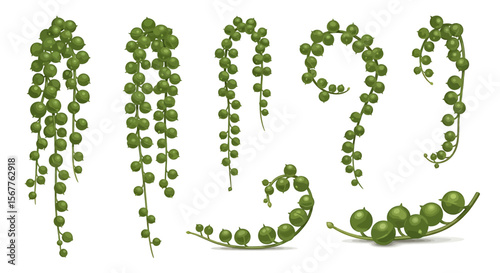 Green plant stems with round leaves collection