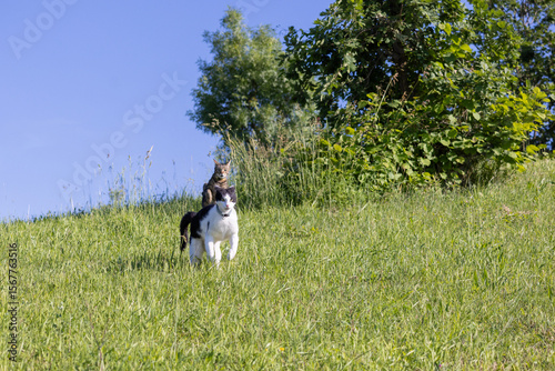 Gatti che corrono sulla collina di casa.