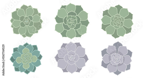 Succulent patterns