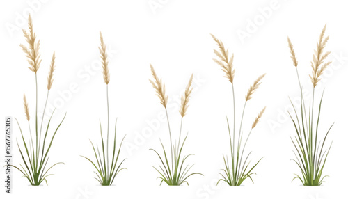 Various grass illustration