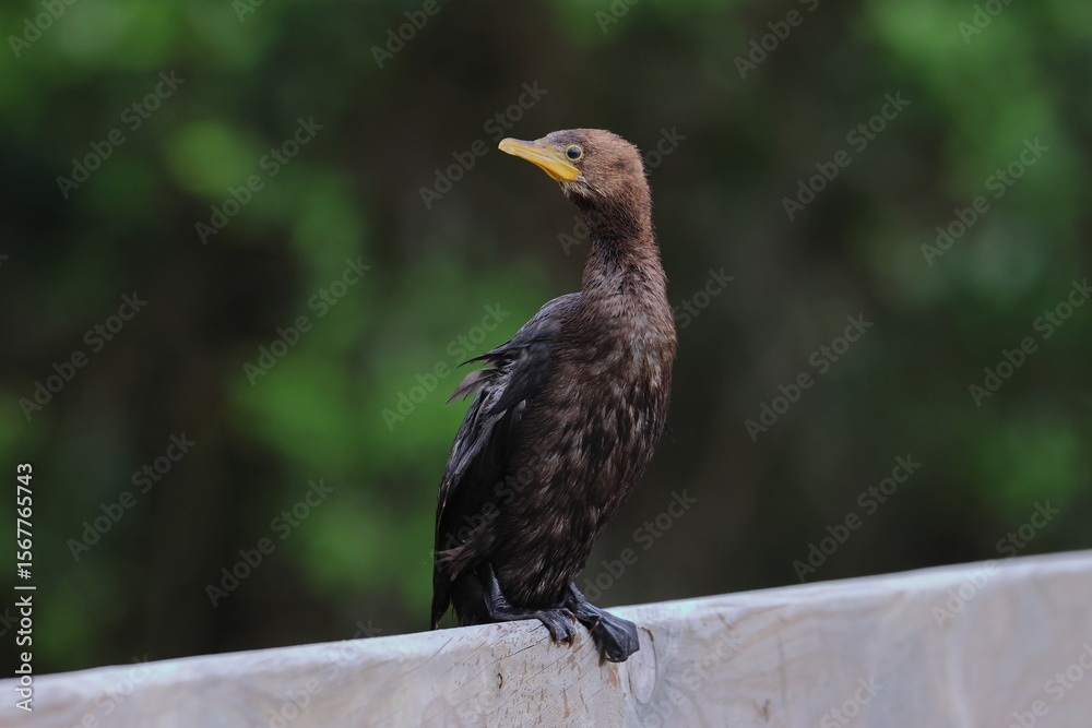Fototapeta premium pied cormorant