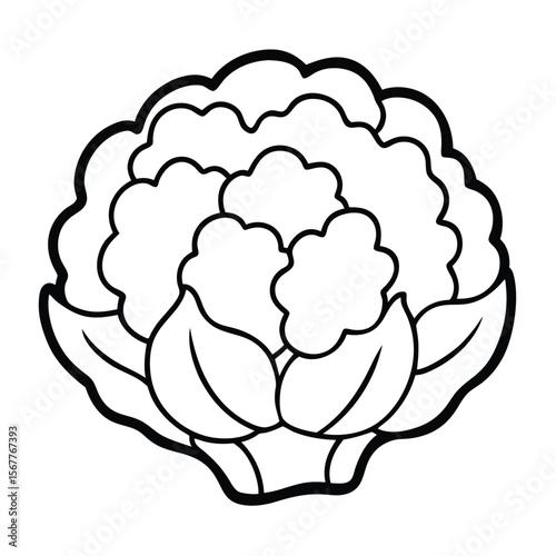Fresh cauliflower illustration on a clean white background for design