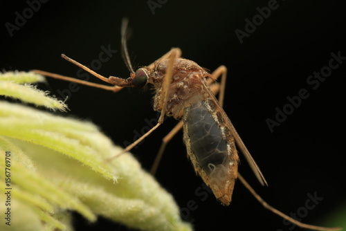 A close-up macro photograph of a mosquito, possibly belonging to the Anopheles or Culex genus, such as Anopheles gambiae, Culex pipiens, or Culex tritaeniorhynchus, resting on a green leaf or plant.