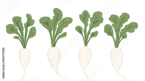 Long White Radish Vector Illustration – Clean Daikon Root Graphic Design