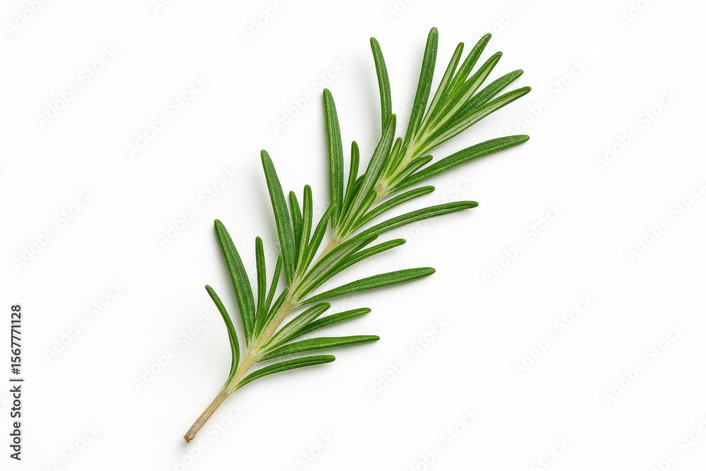 Fototapeta premium A bunch of fragrant rosemary leaves