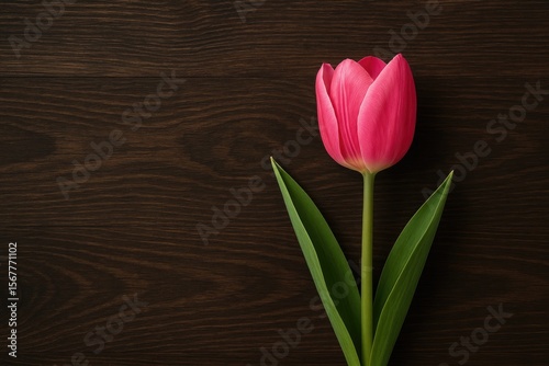 Blooming spring flower with vibrant tulip against a dark wooden backdrop