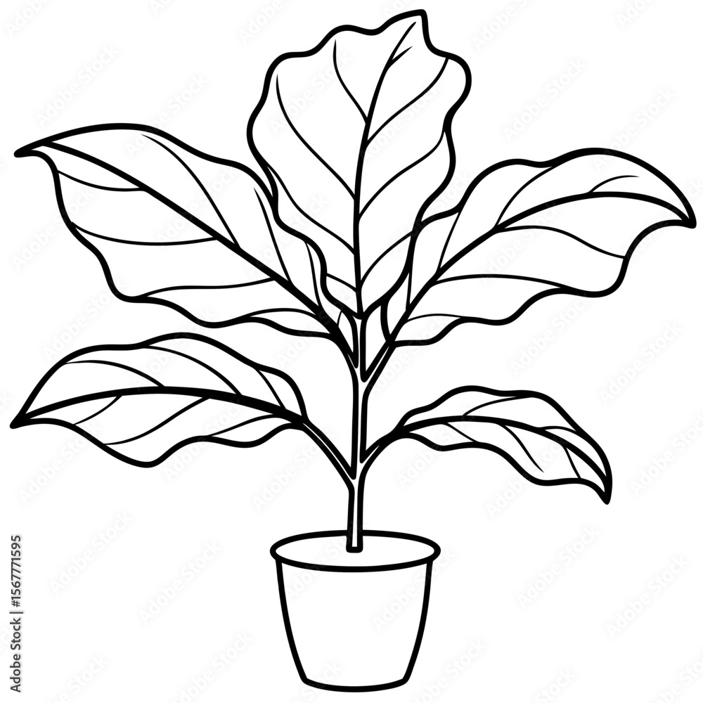 Obraz premium Fiddle Leaf Fig line art vector