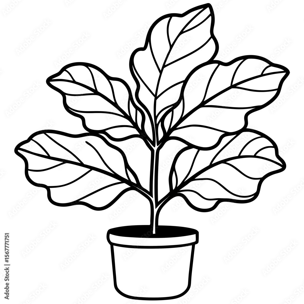 Obraz premium Fiddle Leaf Fig line art vector