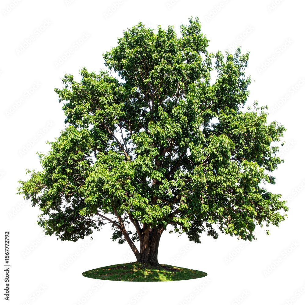 Fototapeta premium Beautiful lush green deciduous tree with dense foliage and sturdy trunk standing on grass under clear sky in a natural outdoor environment