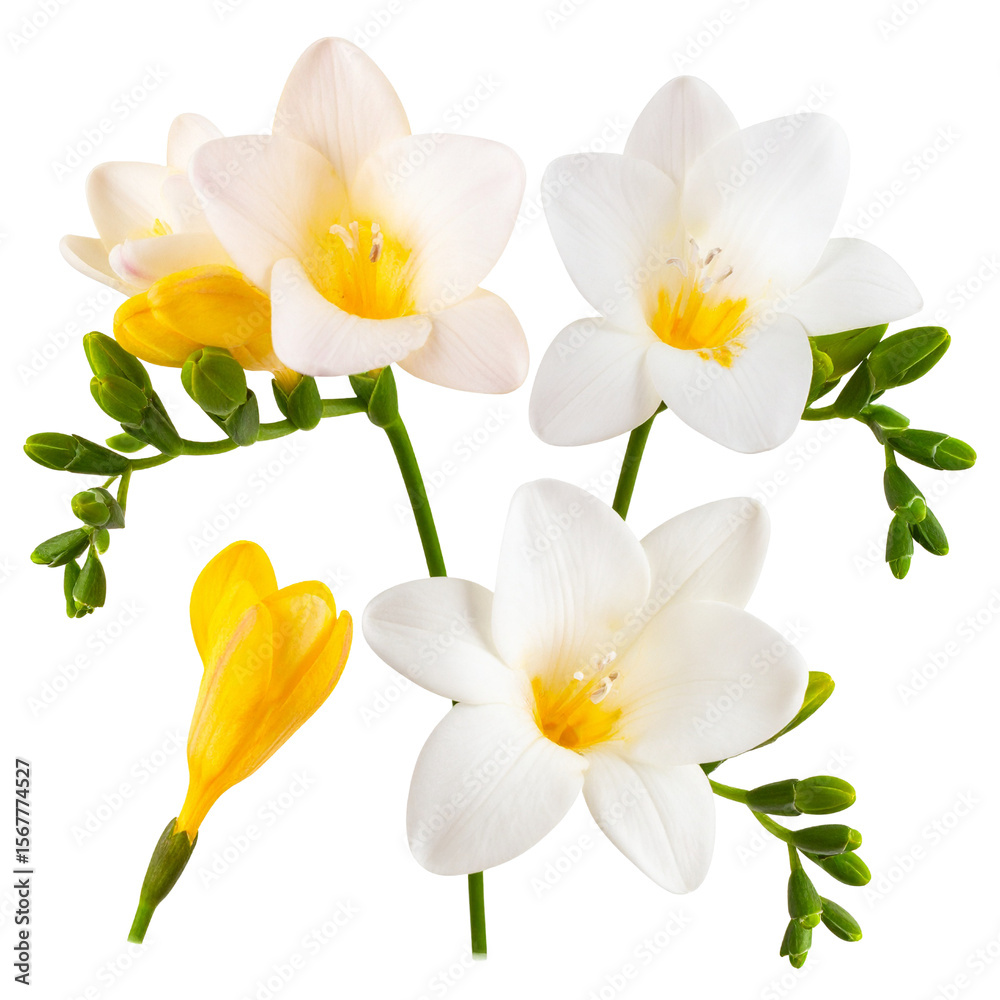 Fototapeta premium Botanical Freesia Arrangement – Three Unique Views in PNG Format