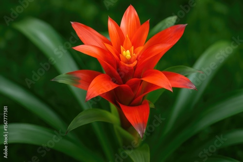 Close-up of a vibrant tropical Guzmania from the bromeliads family in striking red and orange hues
