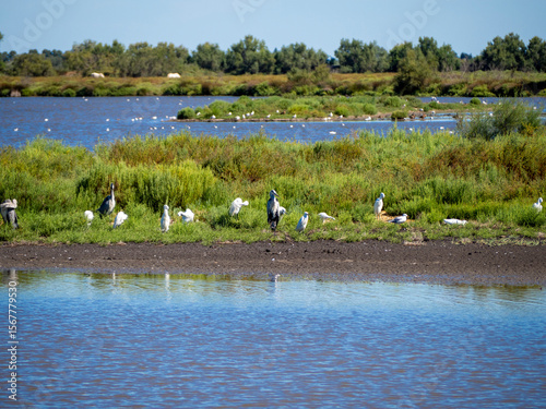 Herons . Saintes-Maries-de-la-Mer, France