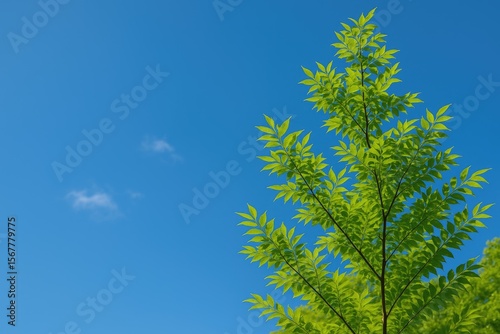 Clear sky featuring a lush green tree