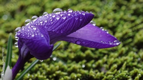 Delicate Purple Flower Adorned With Glistening Water Droplets in a Vibrant Green Natural Setting During a Sunny Afternoon Generative AI