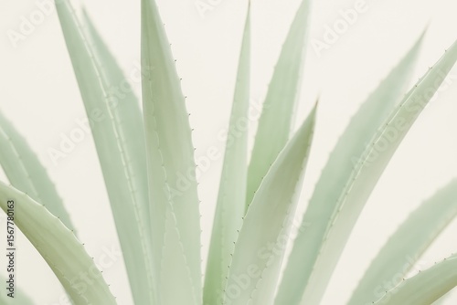 Abstract leaf of cactus with light effects in South Africa