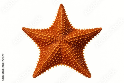 Unique Caribbean starfish species isolated on a white backdrop, a perfect holiday keepsake from a tropical getaway