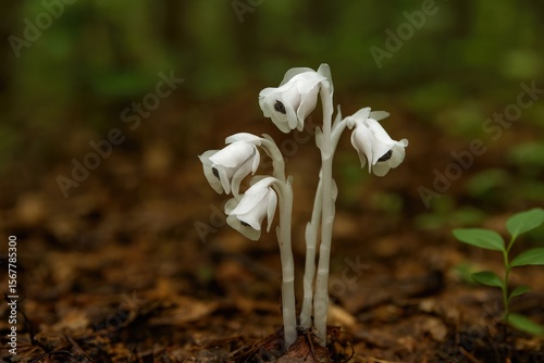Ghost plant: the Indian pipe flower related to blueberries, frequently mistaken for fungus.