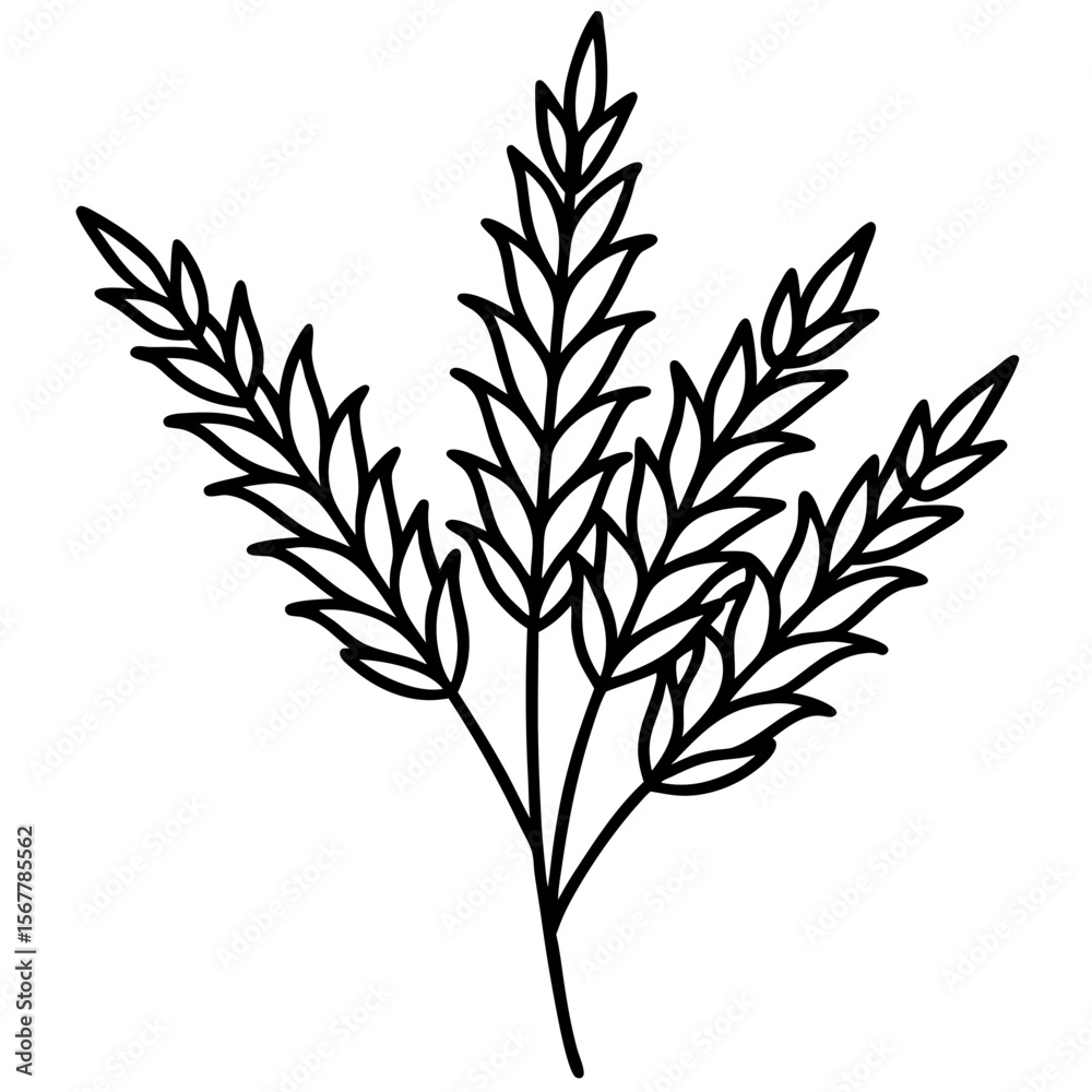 Naklejka premium Heather line art vector
