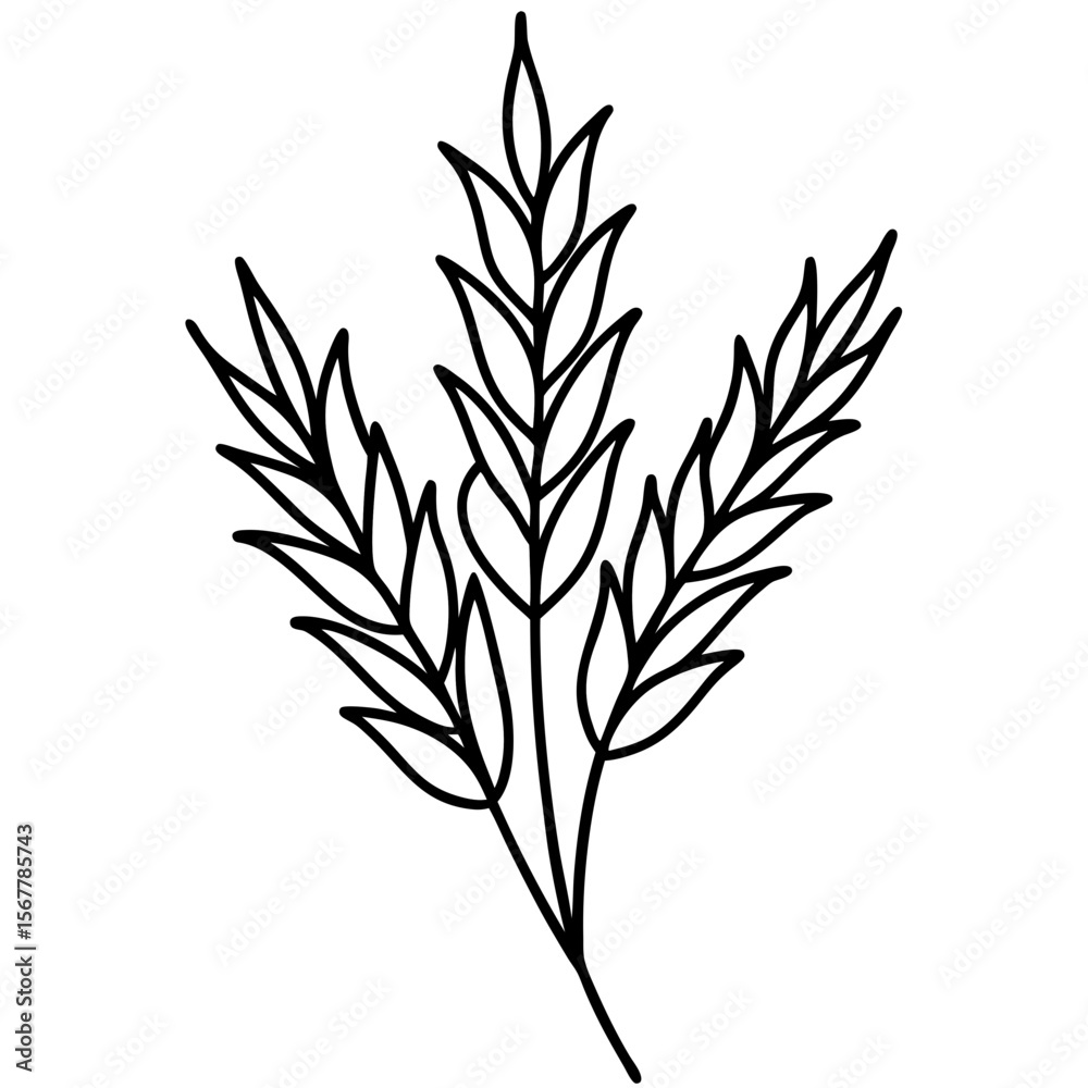 Fototapeta premium Heather line art vector