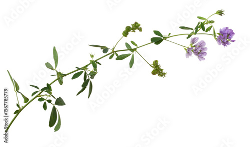 Twig of purple flowers and green leaves of lucerne (Medicago) isolated on white or transparent background. Profile view.