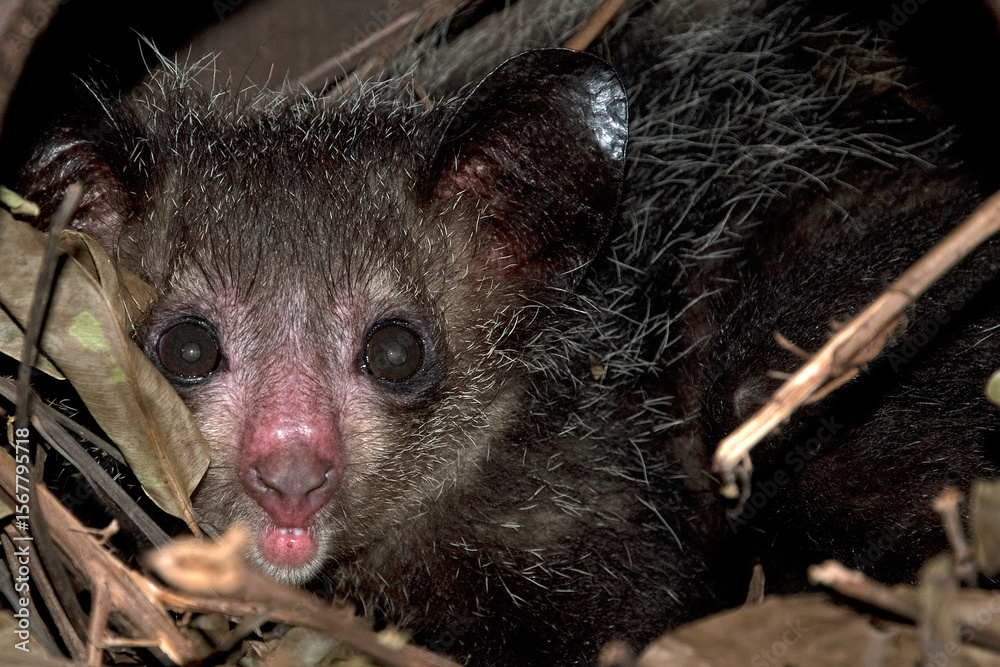 Naklejka premium lémurien aye aye, daubentonia madagascariensis, Madagascar