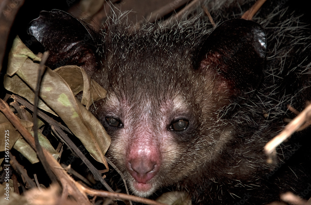 Fototapeta premium lémurien aye aye, daubentonia madagascariensis, Madagascar