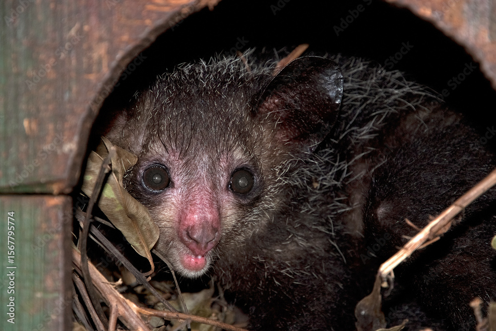 Naklejka premium lémurien aye aye, daubentonia madagascariensis, Madagascar