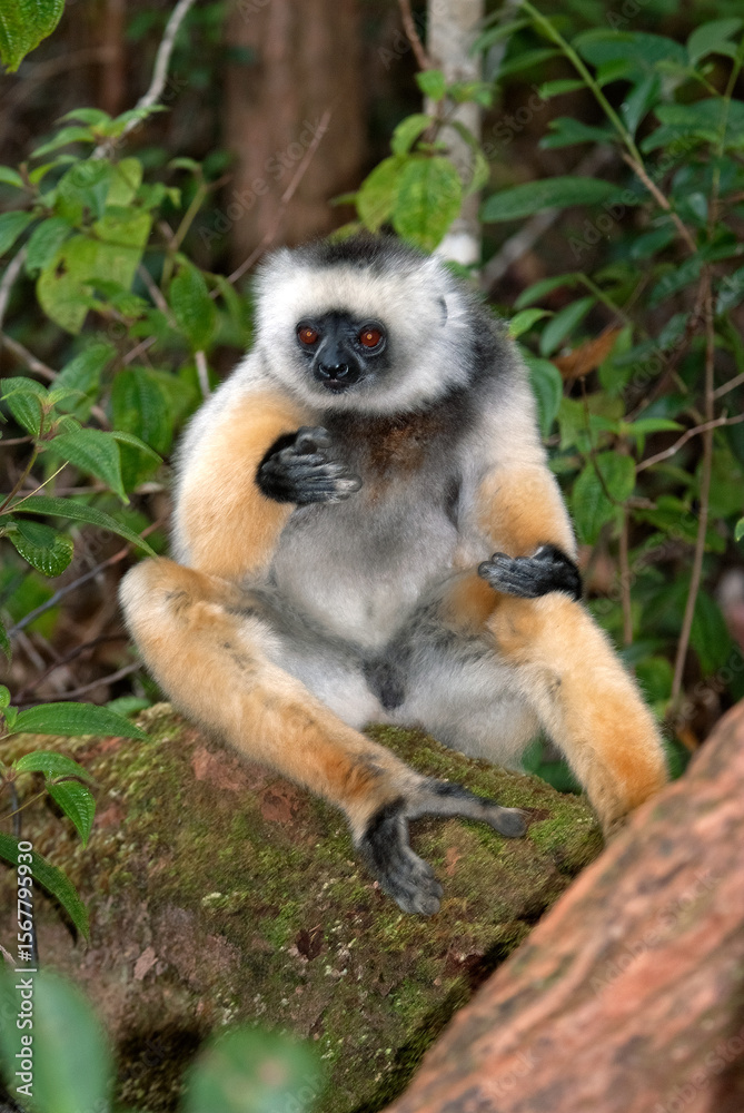 Fototapeta premium Propithèque à diadème, Propithecus diadema, Lémurien, Madagascar