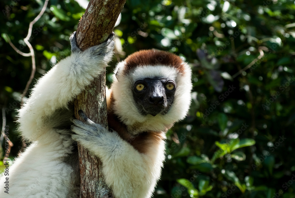 Naklejka premium Propithèque de Verreaux, Lémurien, Propithecus verreauxi, Madagascar