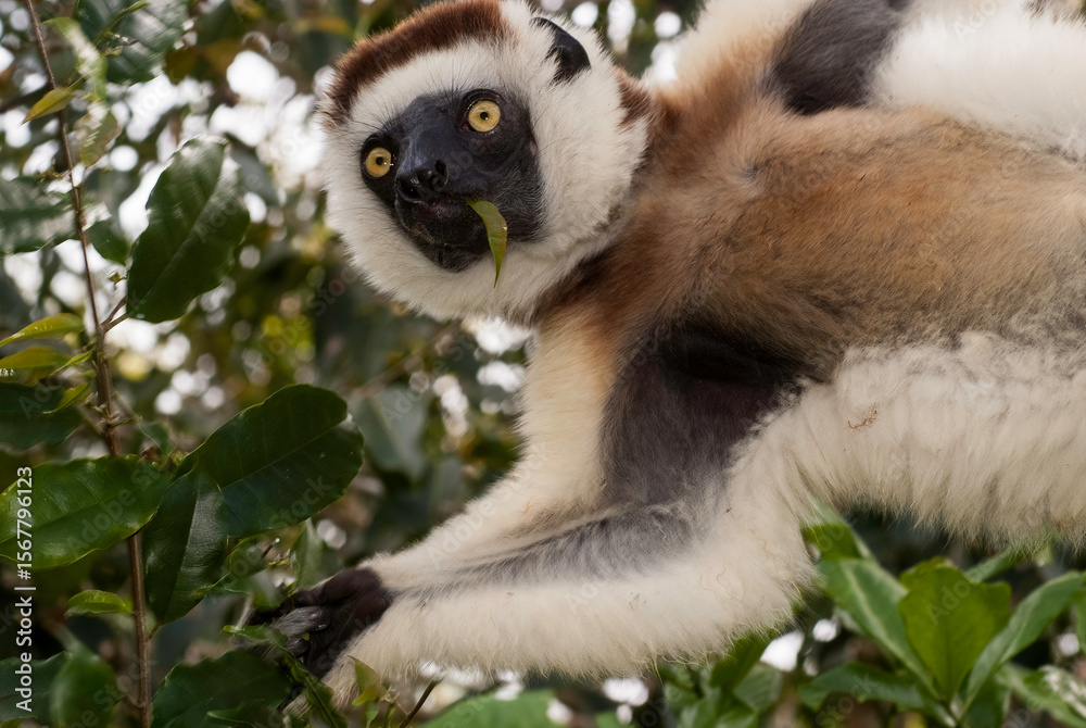 Obraz premium Propithèque de Verreaux, Lémurien, Propithecus verreauxi, Madagascar