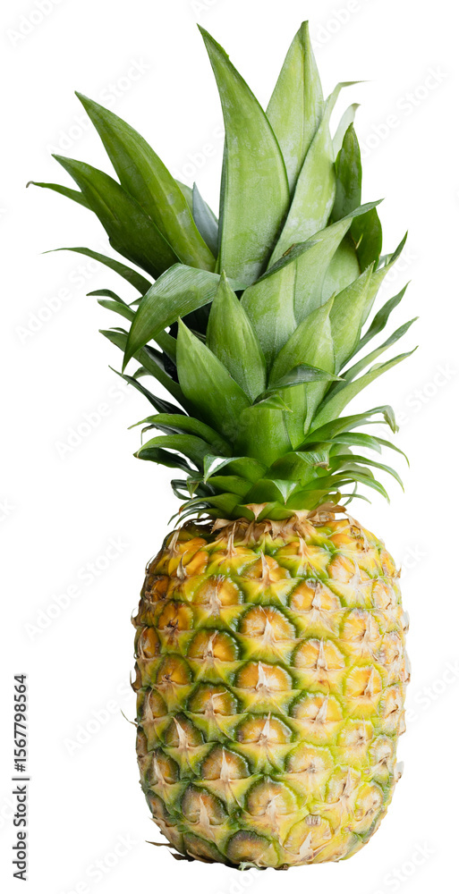 Fototapeta premium Single ripe whole fruit pineapple isolated clipping path on white background.