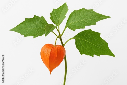 White background featuring a tooth-leaved bladder cherry