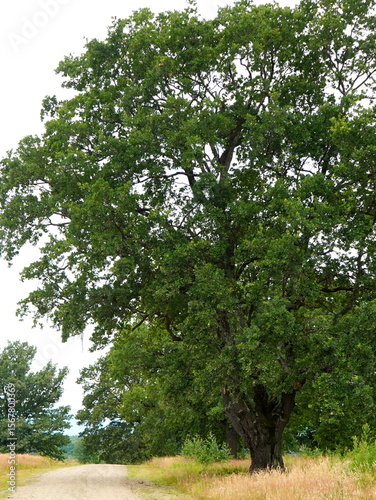 Old oak tree with green foliage on side of path in the countryside in summer in Brasov county in Transylvania, Romania