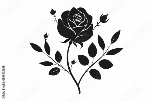 Black rose will have flowers and leaves and branches in white background