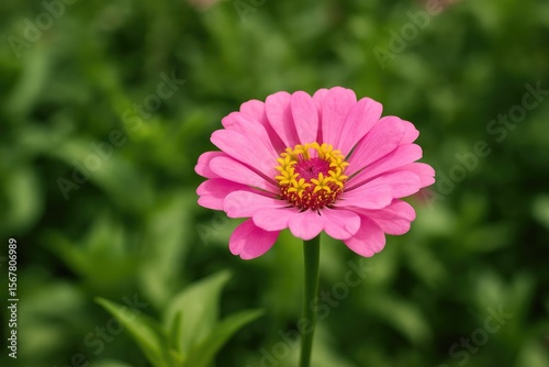 A charming pink blossom appears delightful