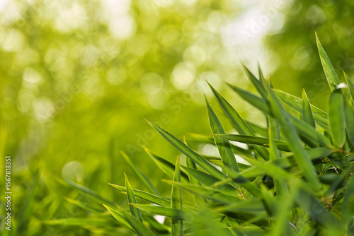 Vibrant Green Bamboo Leaves in a Lush Environment
